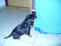 /album/stenata-2012/p1010348-akuma-ziechen-laintuch-jpg/